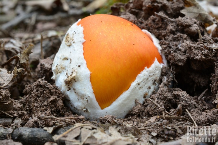 10 varietà di funghi: gli ovoli