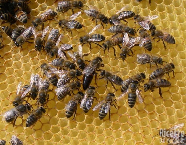 Ricetta Apicoltura: Miele, Pappa Reale, Polline e Propoli