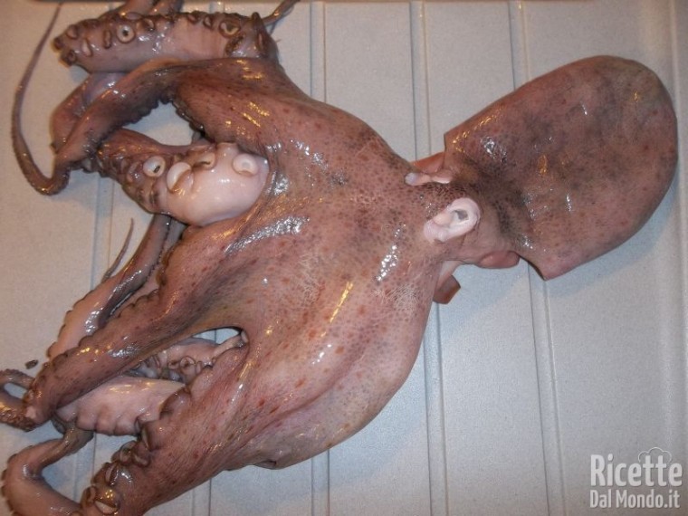puliziaPolpo01