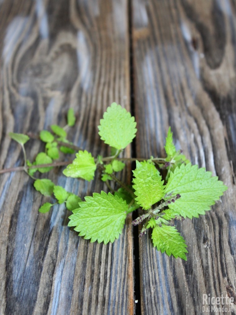 Come cucinare le ortiche 4