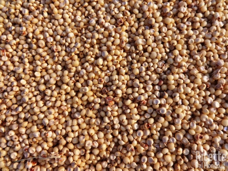 I cereali senza glutine: sorgo