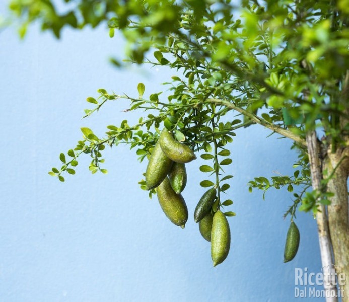 Finger lime: le origini