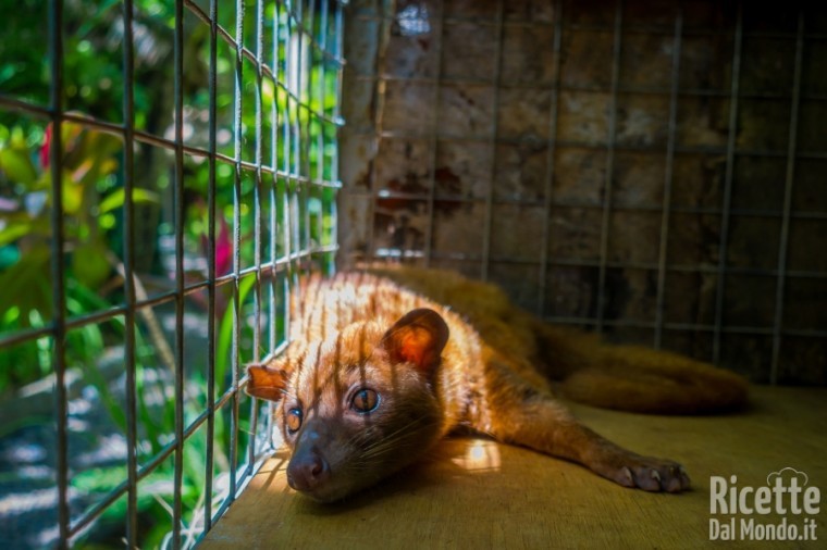 Kopi Luwak: il caffè con retrogusto di cioccolato