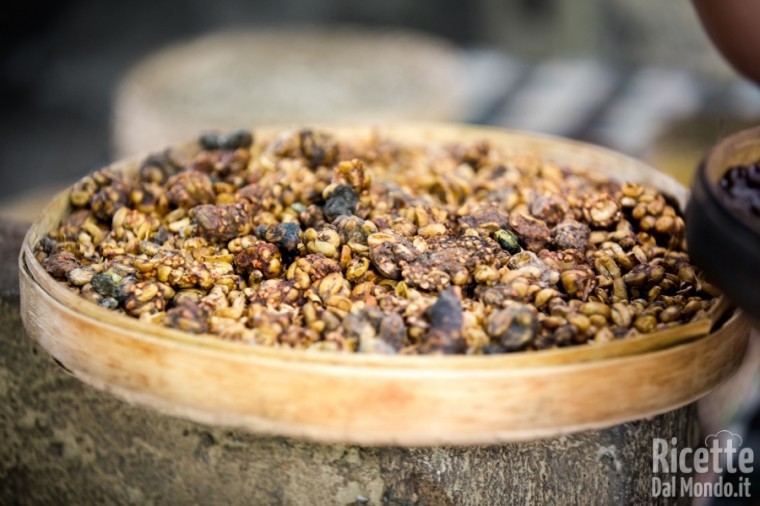 Kopi Luwak: tutto sul caffè più costoso del mondo