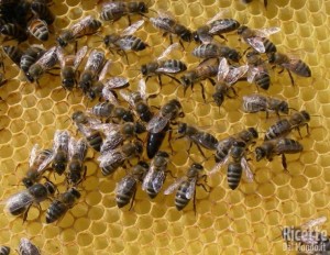 Apicoltura: Miele, Pappa Reale, Polline e Propoli