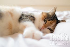 Ricetta Prevenire la Toxoplasmosi